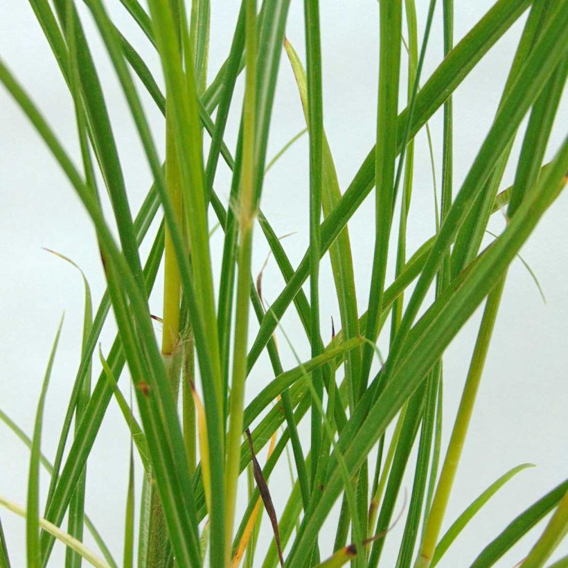 Miscanthus transmorrisonensis (Foliage)