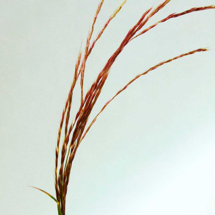 Miscanthus transmorrisonensis (Flowering)