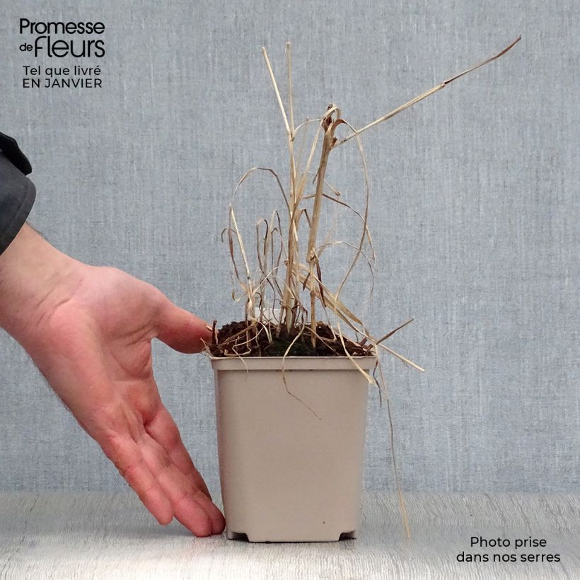 Miscanthus giganteus Alligator 10cm/11cm pot sample as delivered in winter