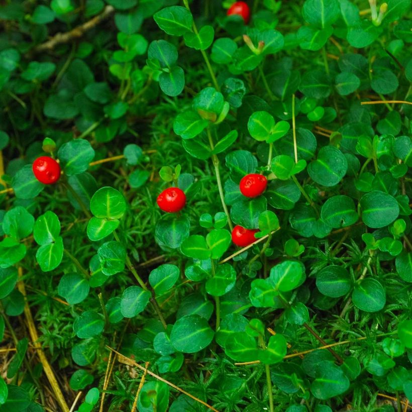 Mitchella repens (Foliage)