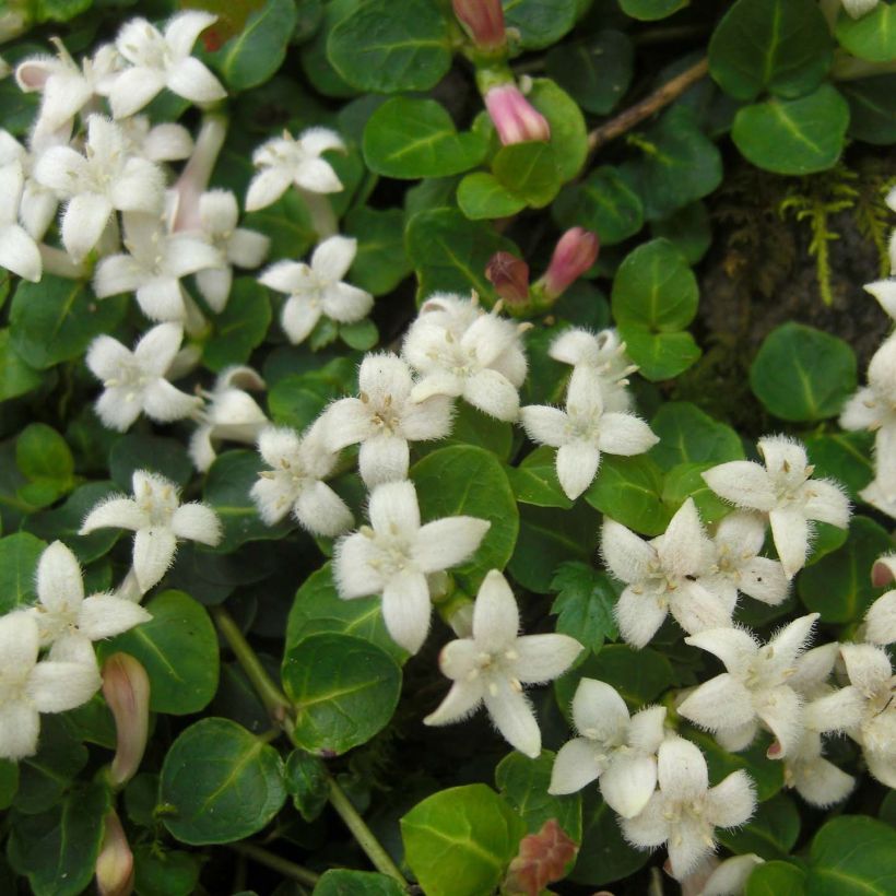 Mitchella repens (Flowering)