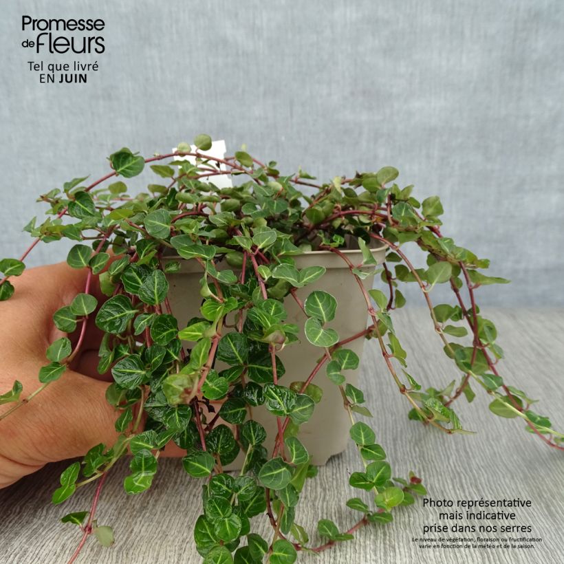 Mitchella repens 8/9 cm pot sample as delivered in summer