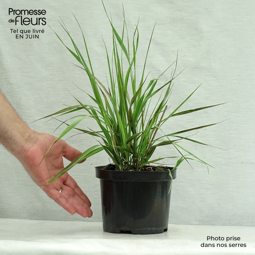 Molinia caerulea subsp. arundinacea Karl Foerster - Purple Moor-grass 2L/3L pot sample as delivered in summer