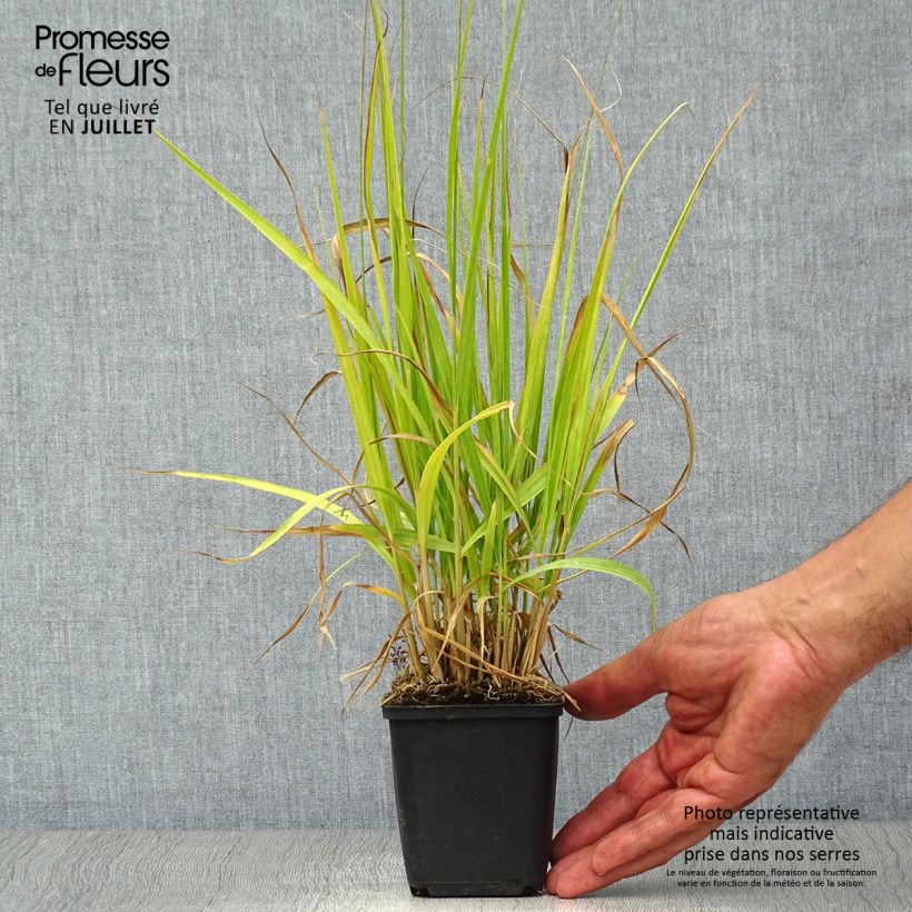 Molinia caerulea Windsaule - Purple Moor-grass 8/9 cm pot sample as delivered in summer
