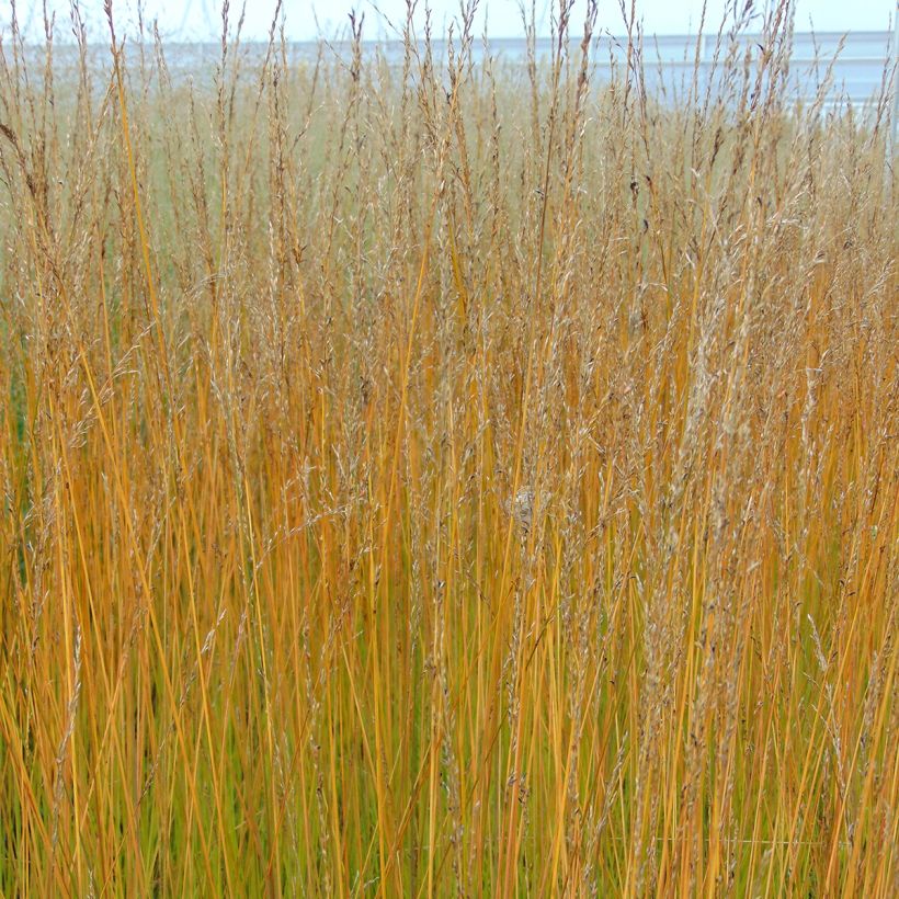 Molinia caerulea Edith Dudszus - Purple Moor-grass (Flowering)