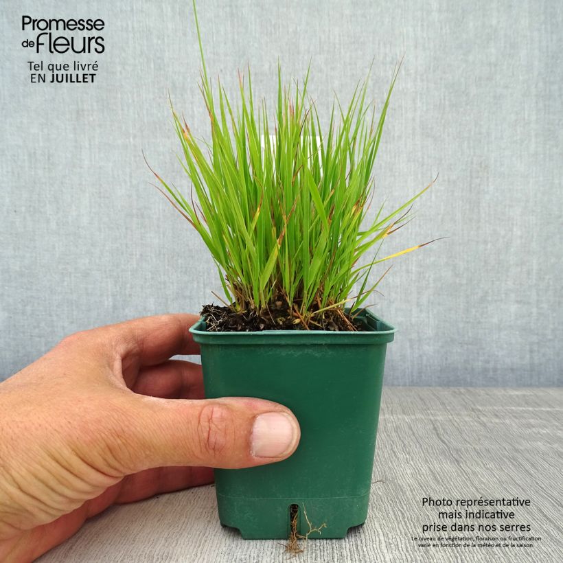 Molinia caerulea subsp. caerulea Heidezwerg - Purple Moor-grass 8/9 cm pot sample as delivered in summer