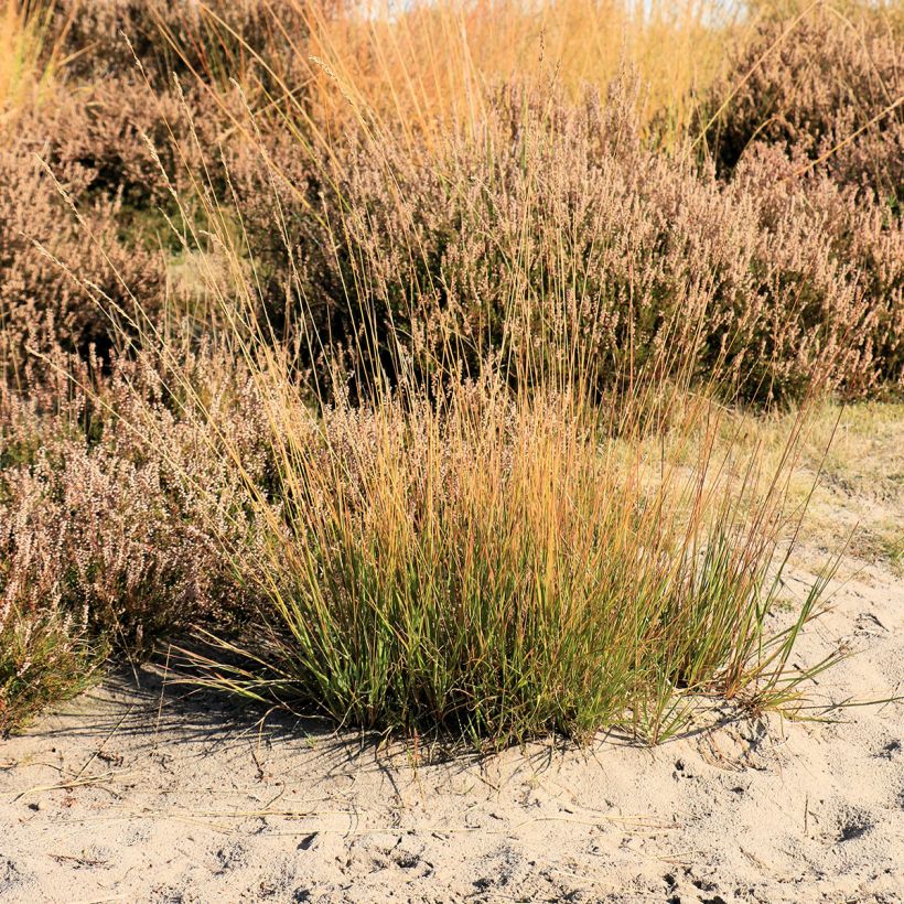 Molinia caerulea Moorflamme - Purple Moor-grass (Plant habit)