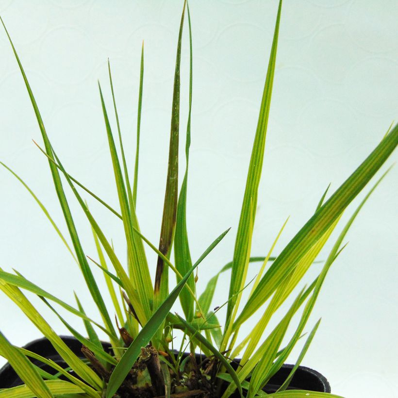 Molinia caerulea Moorhexe - Purple Moor-grass (Foliage)