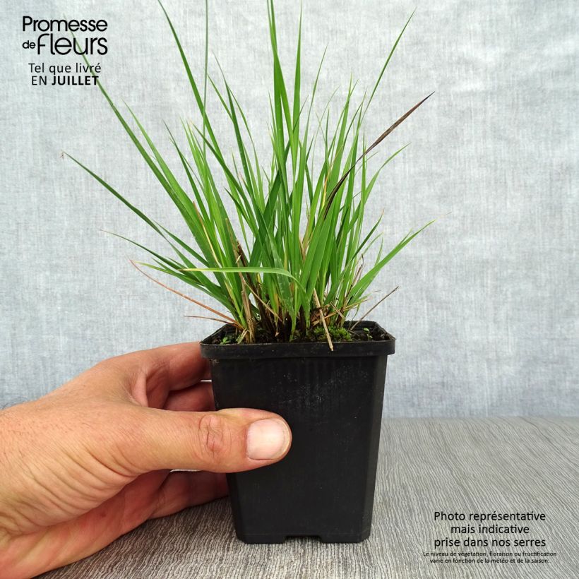 Molinia caerulea Moorhexe - Purple Moor-grass 8/9 cm pot sample as delivered in summer