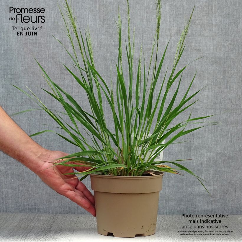 Molinia caerulea Moorhexe - Purple Moor-grass 2L/3L pot sample as delivered in summer