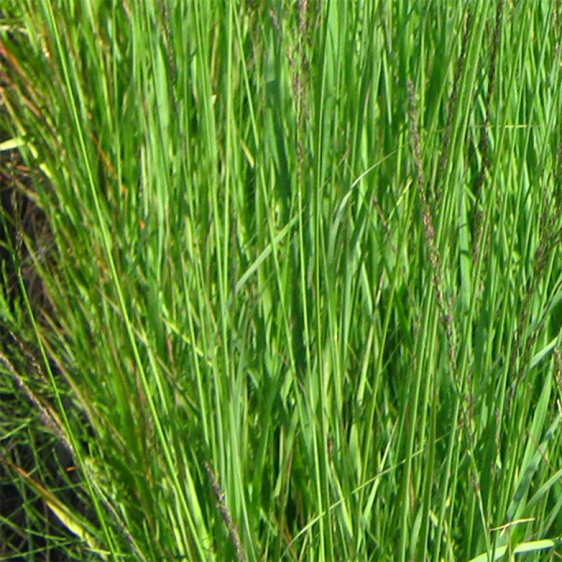 Molinia caerulea subsp. arundinacea Fontäne - Purple Moor-grass (Foliage)