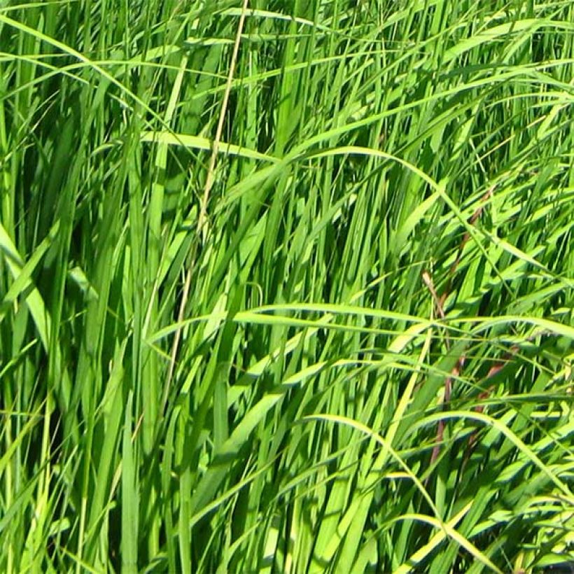 Molinia caerulea subsp. arundinacea Skyracer - Purple Moor-grass (Foliage)