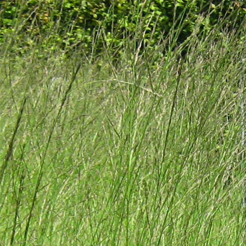 Molinia caerulea subsp. arundinacea Skyracer - Purple Moor-grass (Flowering)