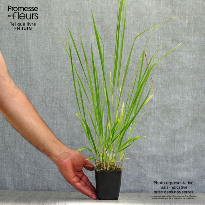 Molinia caerulea subsp. arundinacea Skyracer - Purple Moor-grass 8/9 cm pot sample as delivered in summer