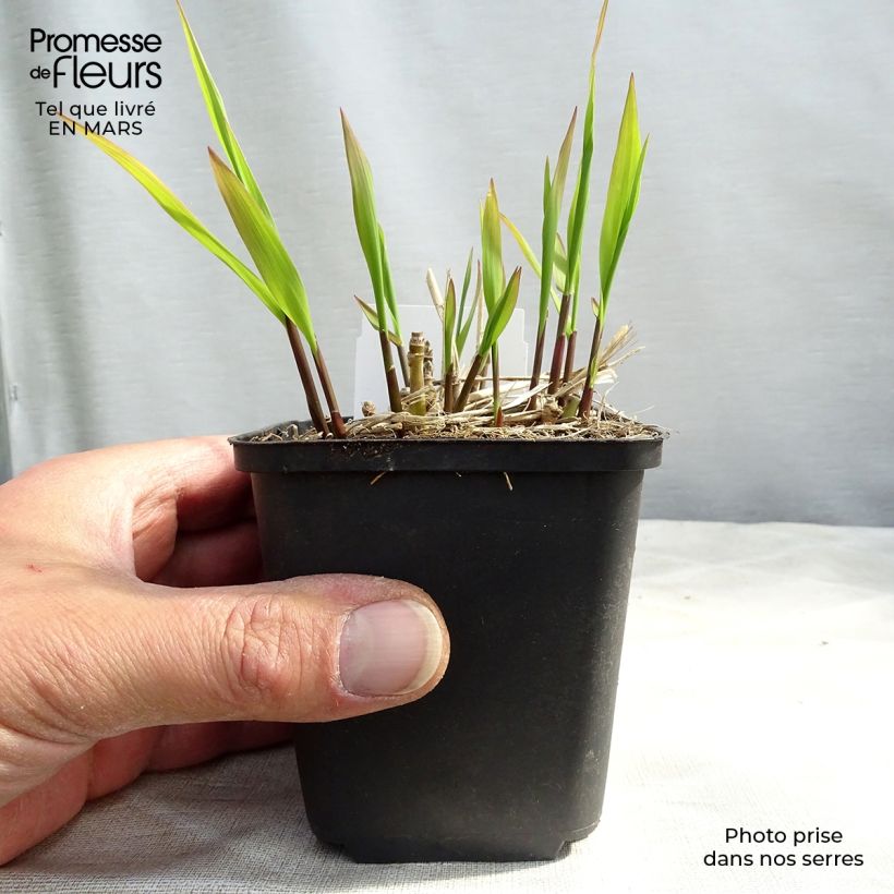 Molinia caerulea subsp. arundinacea Skyracer - Purple Moor-grass sample as delivered in spring