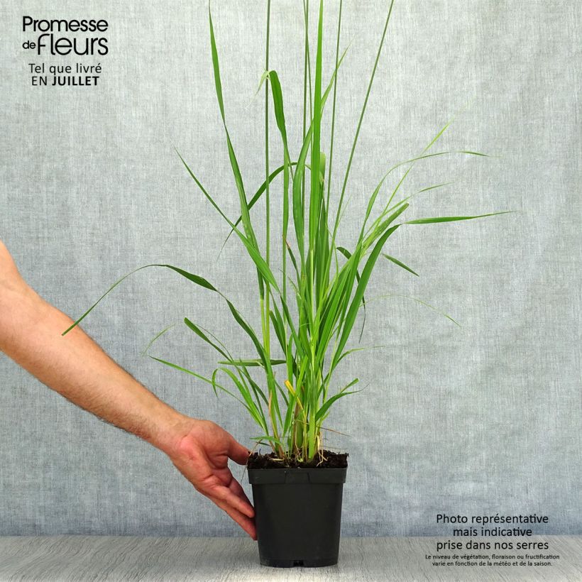 Molinia caerulea subsp. arundinacea Skyracer - Purple Moor-grass 2L/3L pot sample as delivered in summer