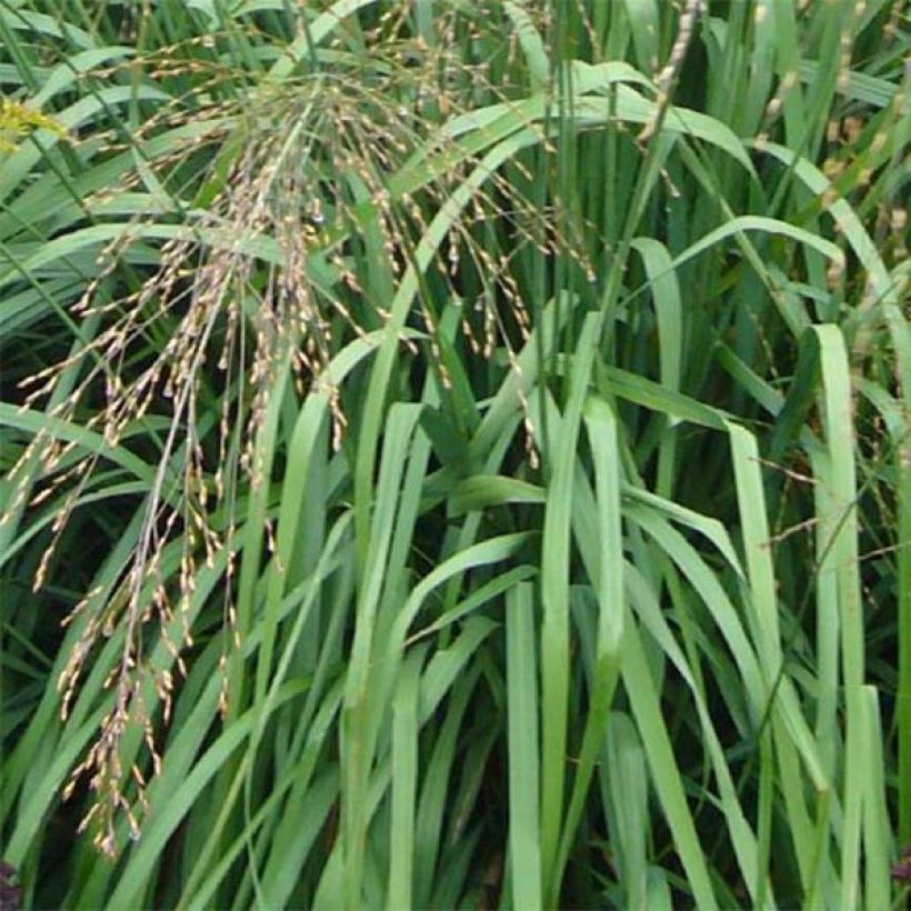 Molinia caerulea susbp. arundinacea Transparent - Purple Moor-grass (Foliage)