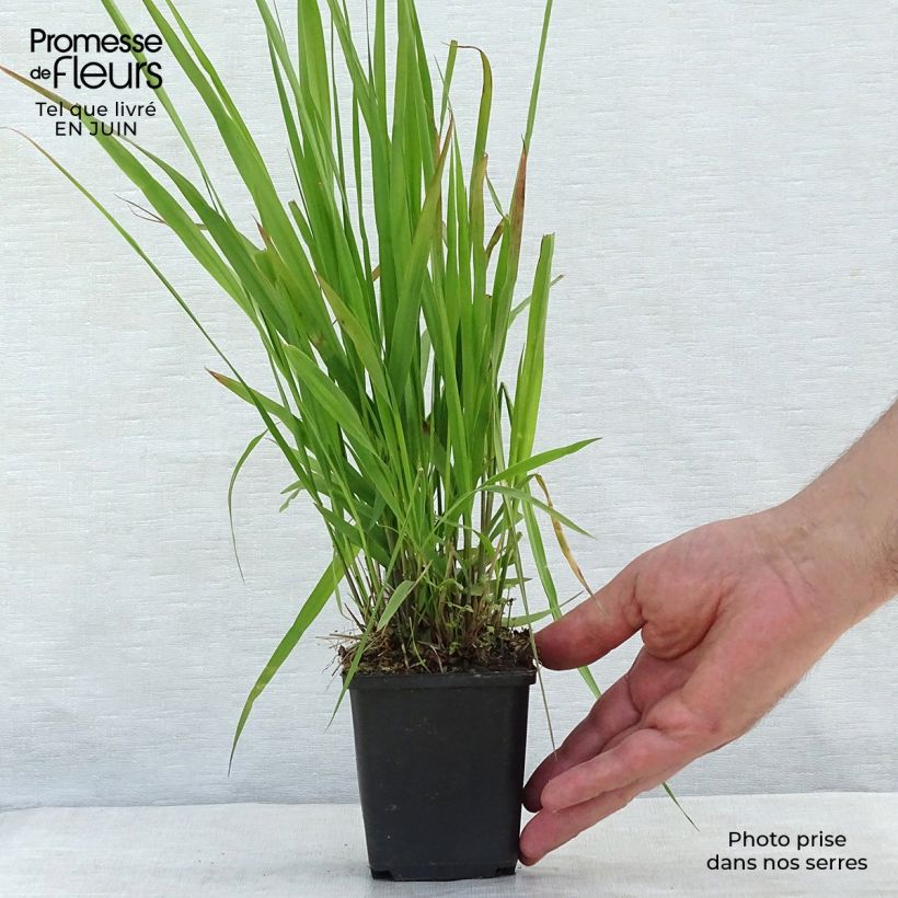 Molinia caerulea susbp. arundinacea Transparent - Purple Moor-grass 8/9 cm pot sample as delivered in summer
