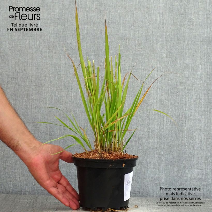 Molinia caerulea susbp. arundinacea Transparent - Purple Moor-grass 2L/3L pot sample as delivered in summer
