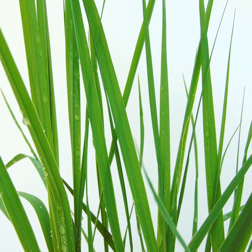 Molinia caerulea subsp. caerulea Heidebraut - Purple Moor-grass (Foliage)