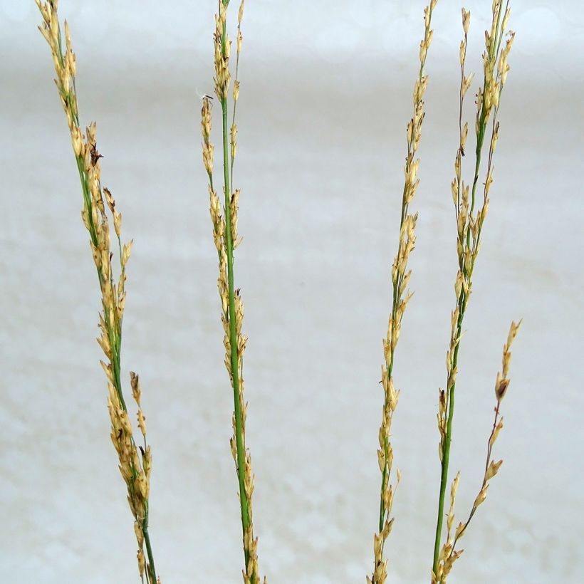 Molinia caerulea subsp. caerulea Heidebraut - Purple Moor-grass (Flowering)