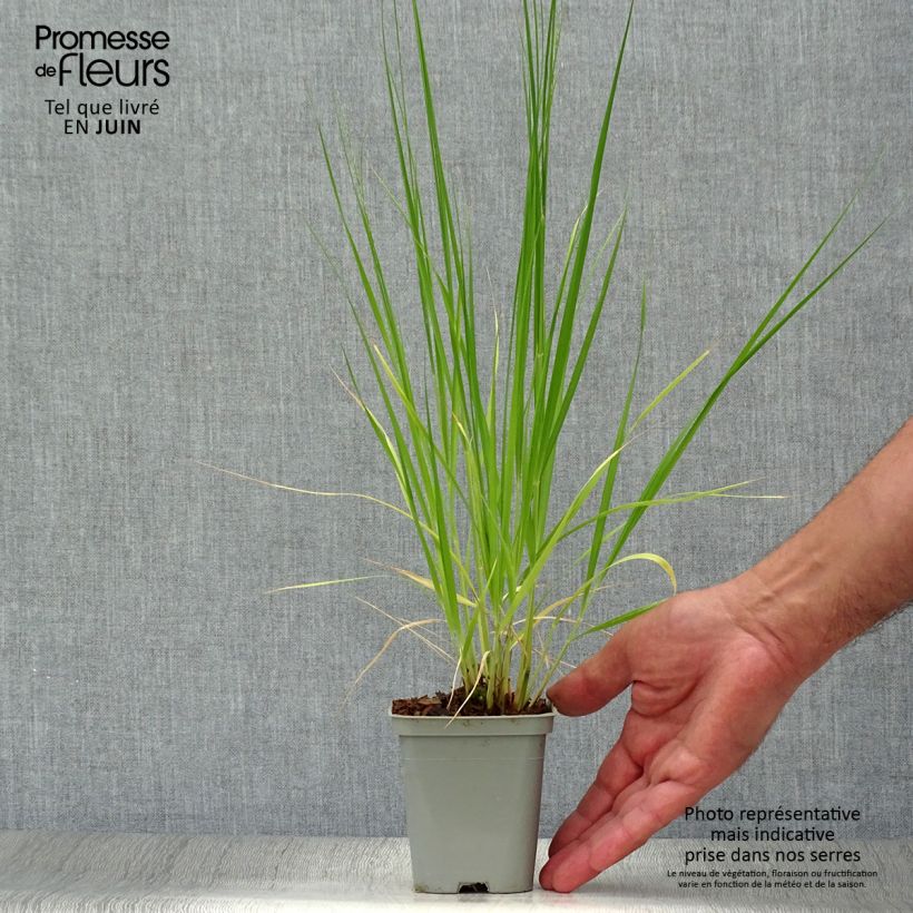 Molinia caerulea subsp. caerulea Heidebraut - Purple Moor-grass 8/9 cm pot sample as delivered in summer