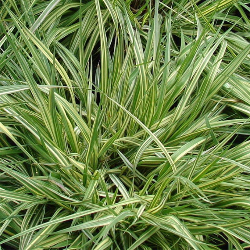 Molinia caerulea susbp. caerulea Variegata - Purple Moor-grass (Foliage)