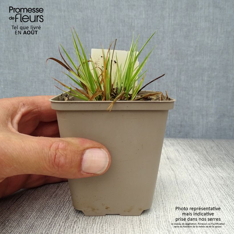 Molinia caerulea susbp. caerulea Variegata - Purple Moor-grass 8/9 cm pot sample as delivered in summer