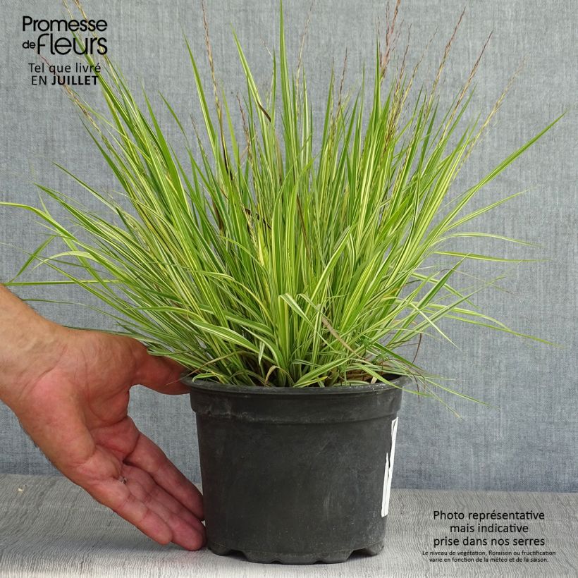 Molinia caerulea susbp. caerulea Variegata - Purple Moor-grass 2L/3L pot sample as delivered in summer
