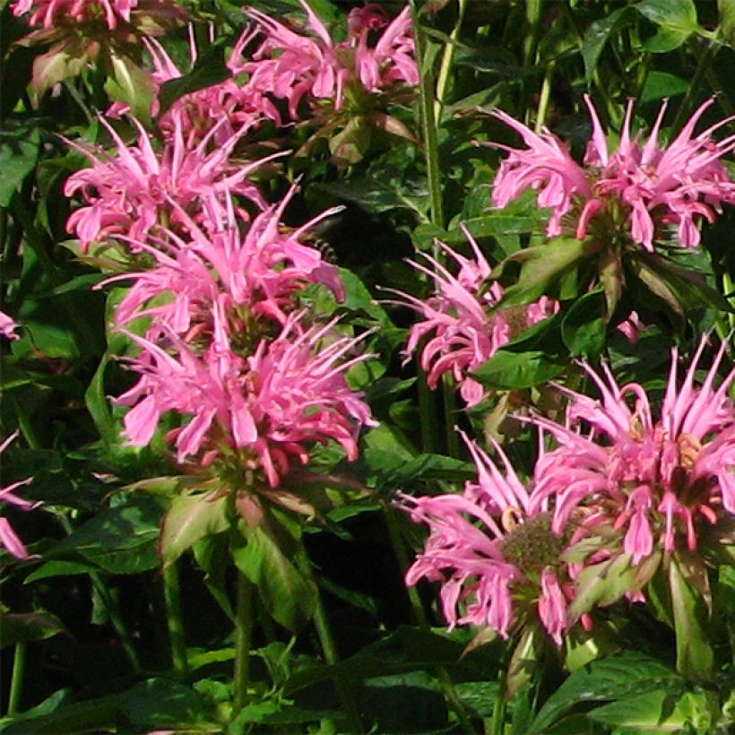 Monarda didyma Croftway Pink - Beebalm (Flowering)