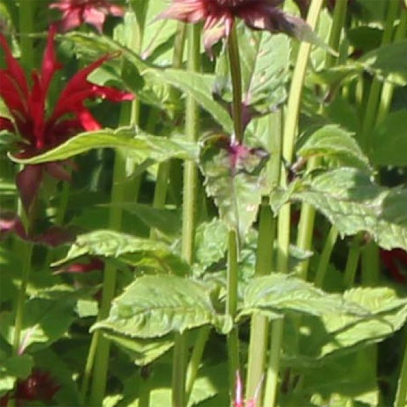 Monarda hybrida Gardenview Scarlet - Beebalm (Foliage)