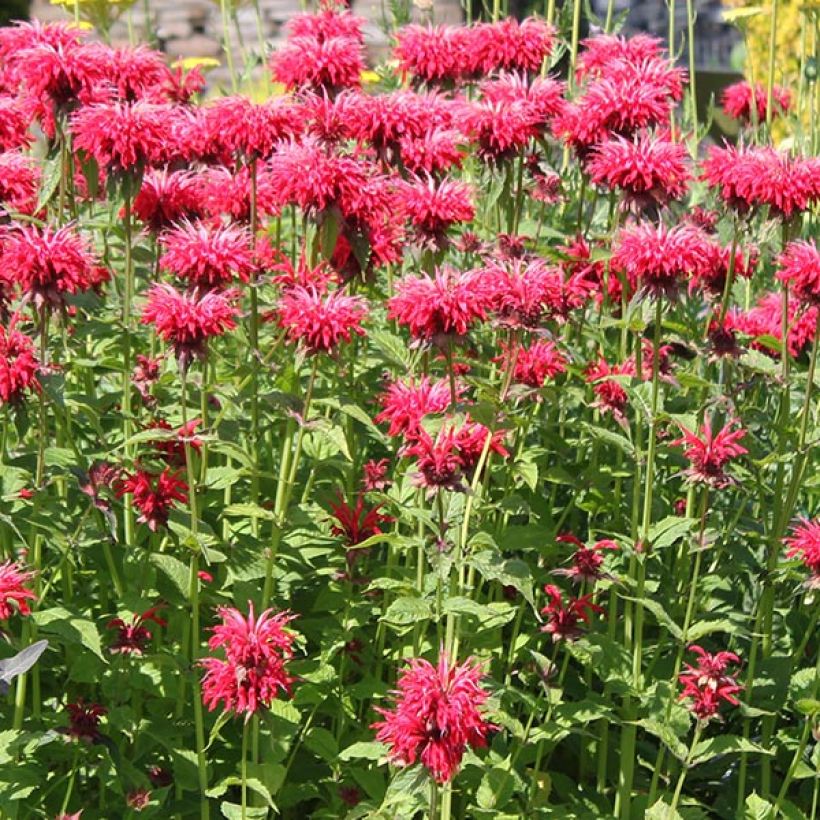 Monarda hybrida Gardenview Scarlet - Beebalm (Flowering)