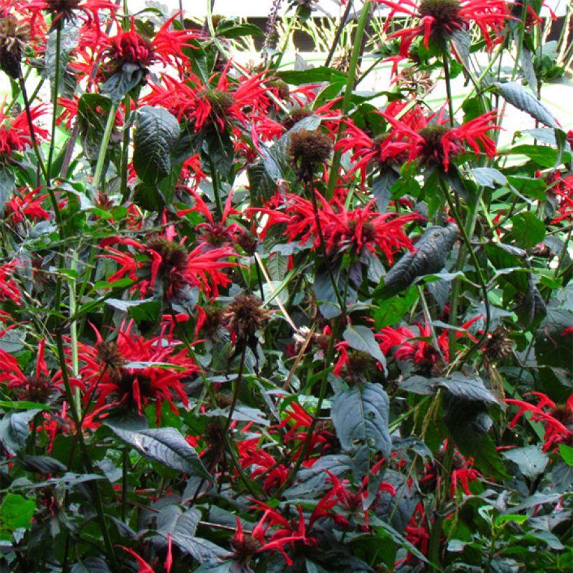 Monarda Jacob Cline - Beebalm (Flowering)