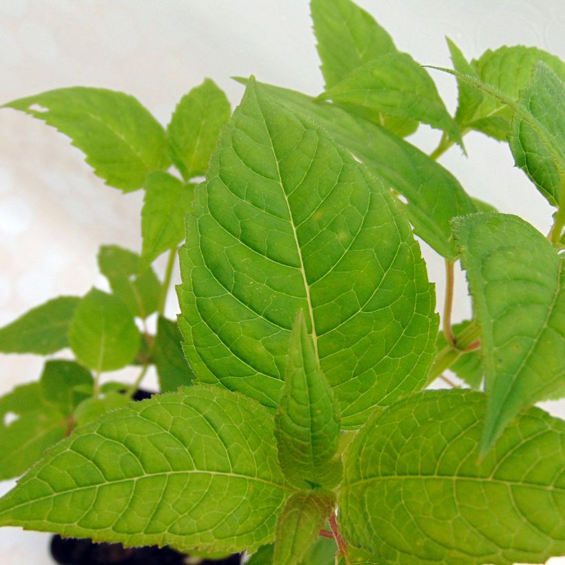 Monarda Jacob Cline - Beebalm (Foliage)