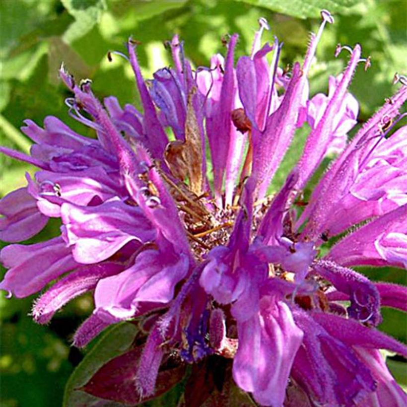 Monarda fistulosa tetraploid - Beebalm (Flowering)