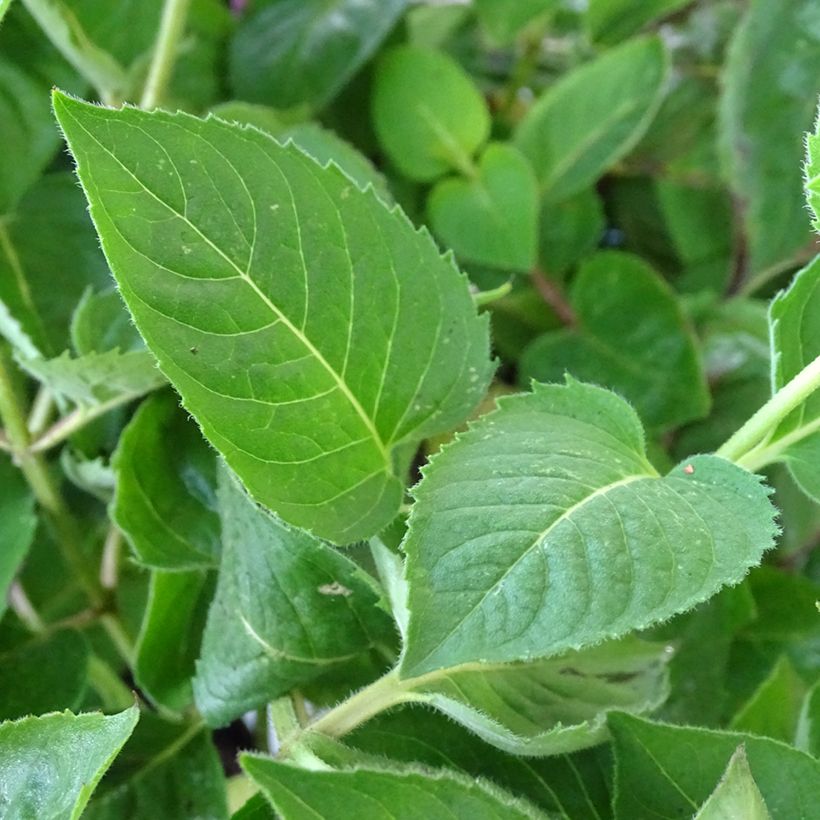 Monarda fistulosa tetraploid - Beebalm (Foliage)