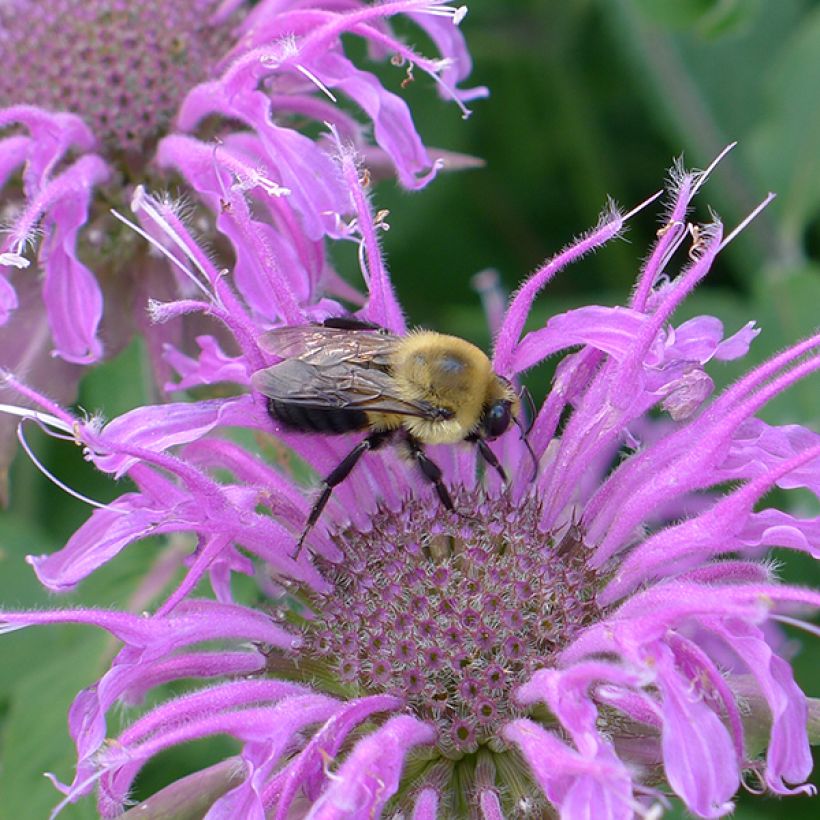 Monarda hybrida Blaustrumpf - Beebalm (Flowering)