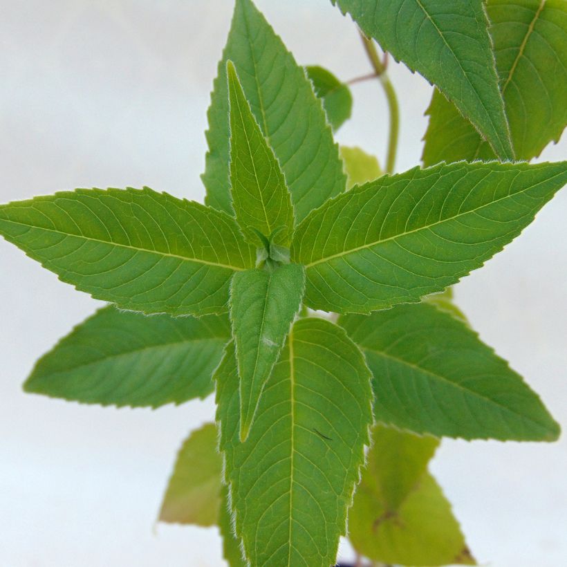 Monarda hybrida Blaustrumpf - Beebalm (Foliage)