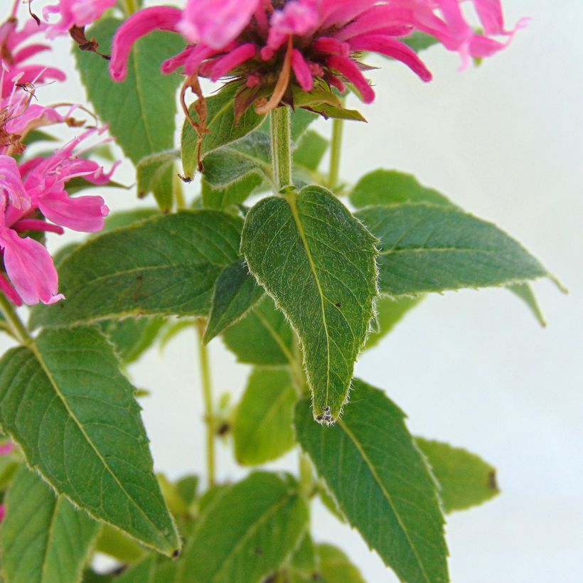 Monarda didyma Cranberry Lace - Beebalm (Foliage)