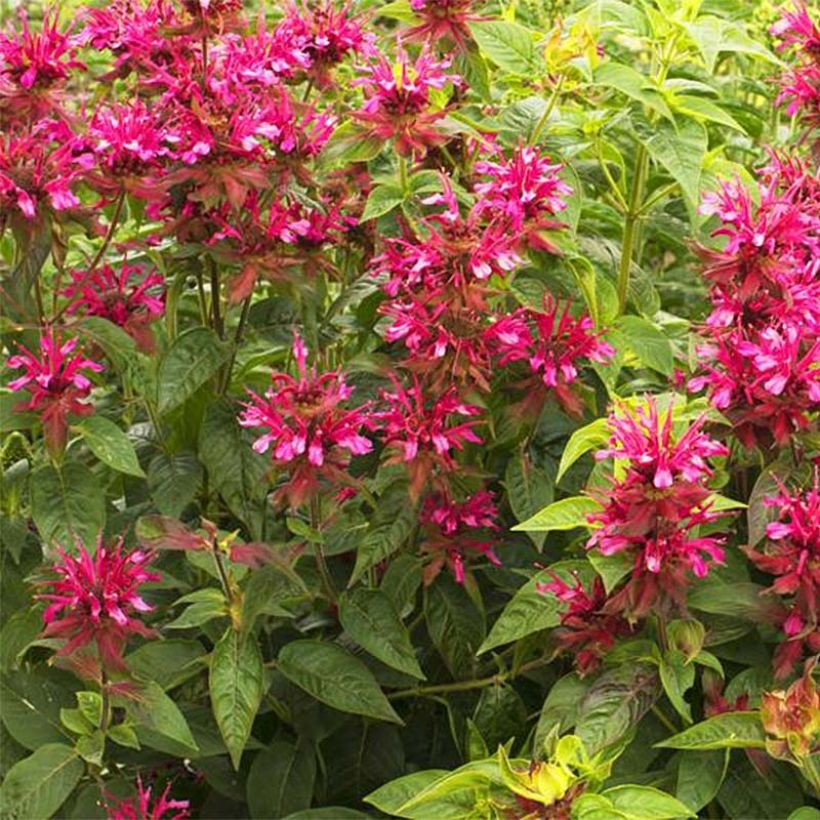 Monarda didyma Dancing Bird - Beebalm (Flowering)