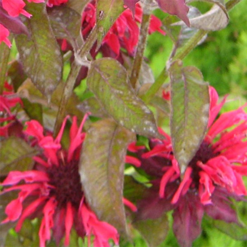 Monarda Feuerschopf - Beebalm (Foliage)