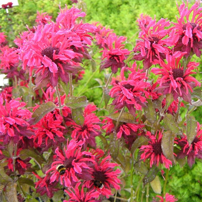 Monarda Feuerschopf - Beebalm (Flowering)