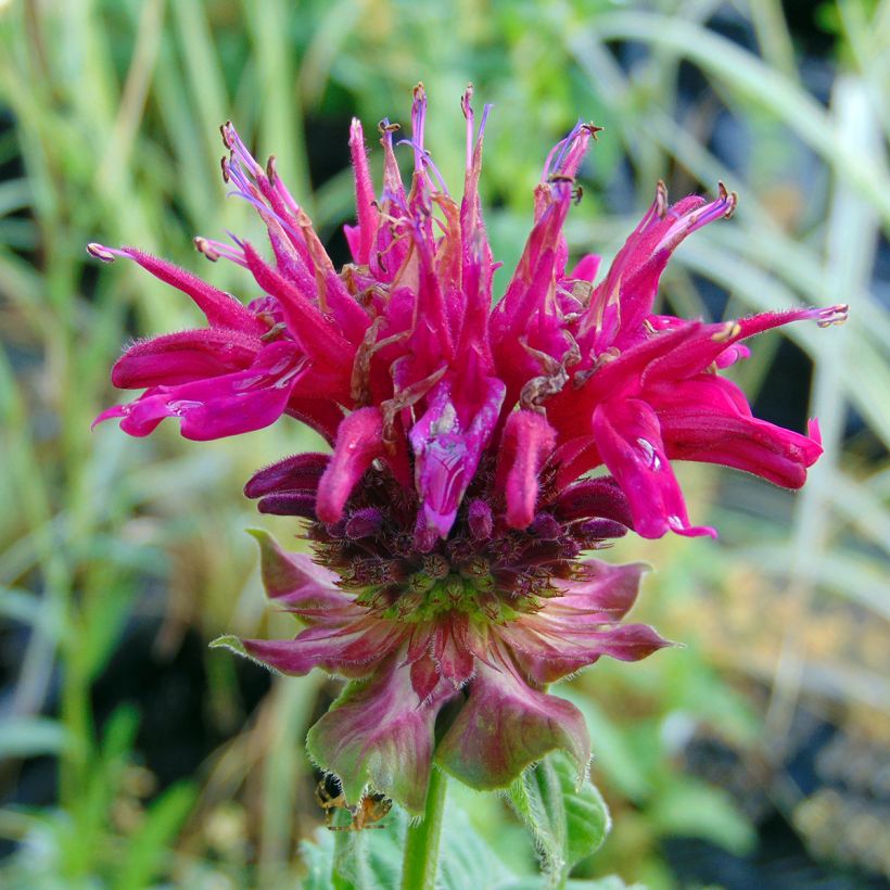 Monarda Fireball - Beebalm (Flowering)