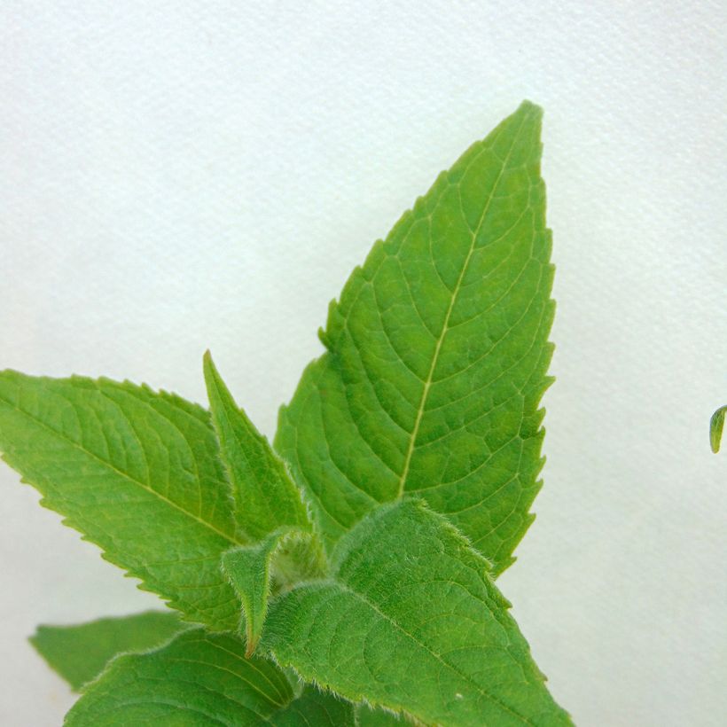 Monarda Gewitterwolke - Beebalm (Foliage)