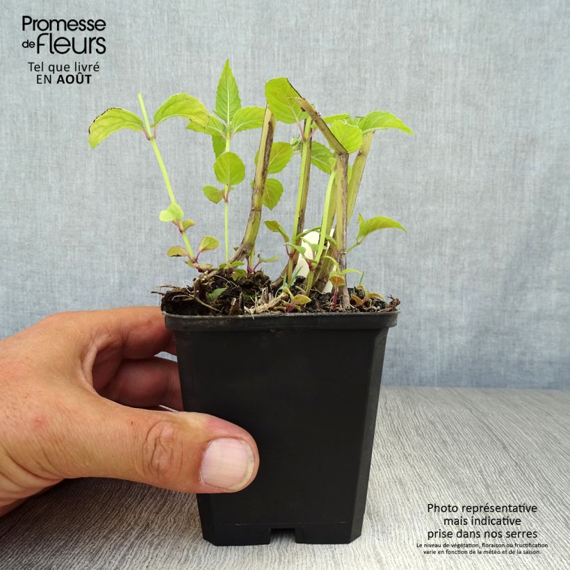 Monarda Jacob Cline - Beebalm 8/9 cm pot sample as delivered in summer