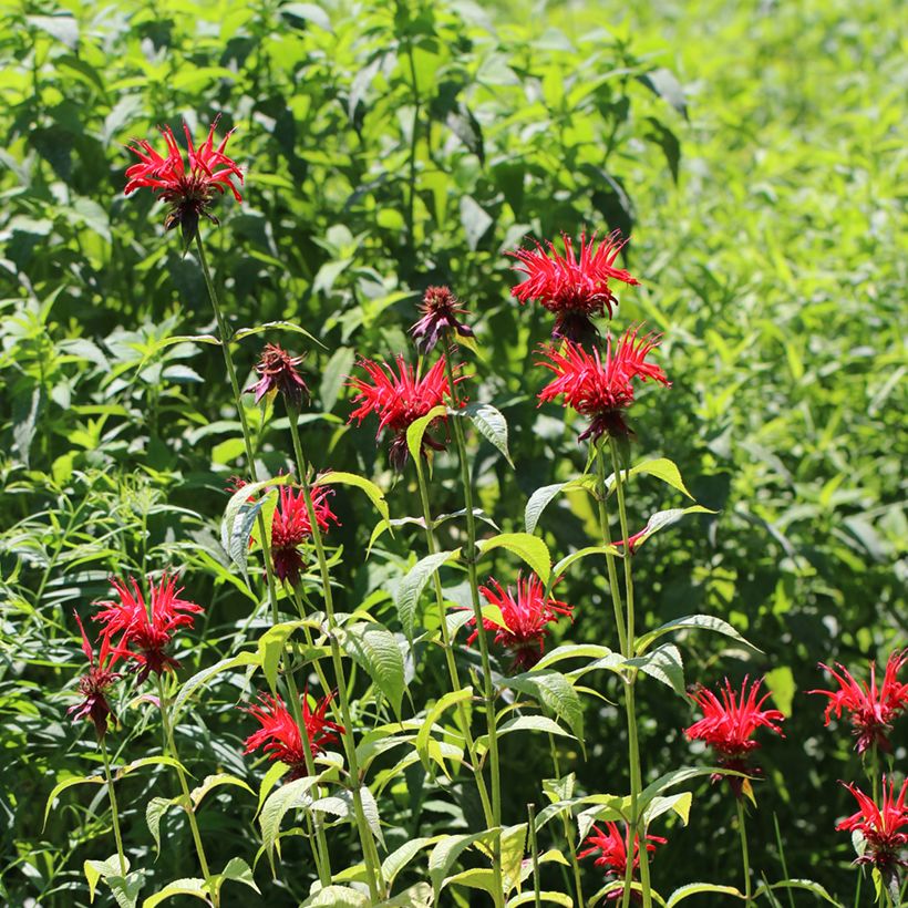 Monarda Jacob Cline - Beebalm (Plant habit)