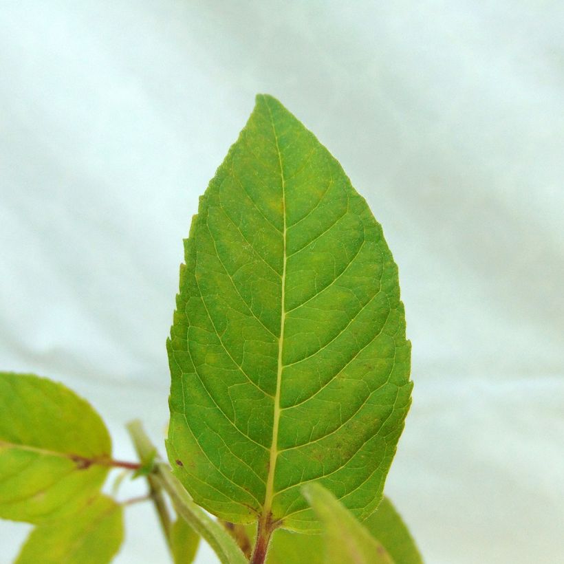 Monarda Melissa - Beebalm (Foliage)