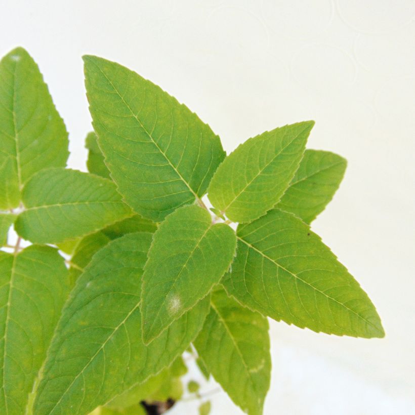 Monarda Mohawk - Beebalm (Foliage)