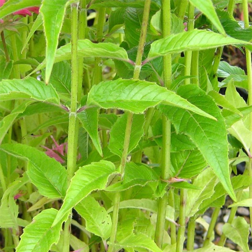 Monarda didyma Pardon My Pink - Beebalm (Foliage)