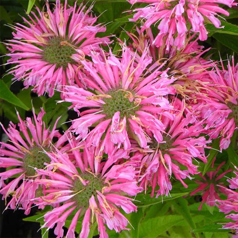 Monarda didyma Pardon My Pink - Beebalm (Flowering)